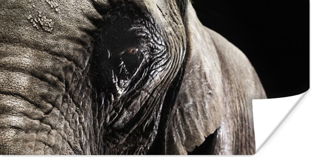 MuchoWow Poster Nahaufnahme eines Elefanten auf dunklem Hintergrund 150x75 cm - ohne Rahmen