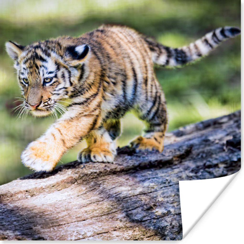 MuchoWow Poster Tiger - Junge - Baum 30x30 cm - Wandposter - Printing