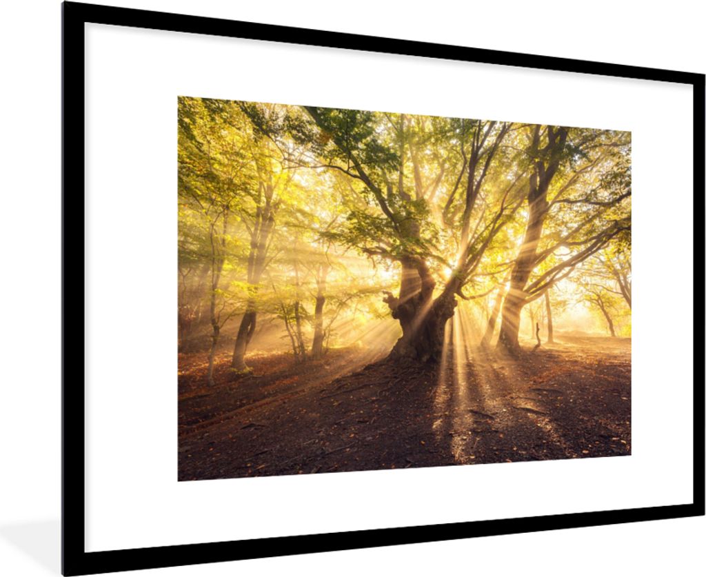 MuchoWow Gerahmtes Poster Baum - Wald - Sonne 90x60 cm - Poster mit Schwarzem Bilderrahmen Wandposter Rahmen Foto Bilder - Wanddekoration - Fotos