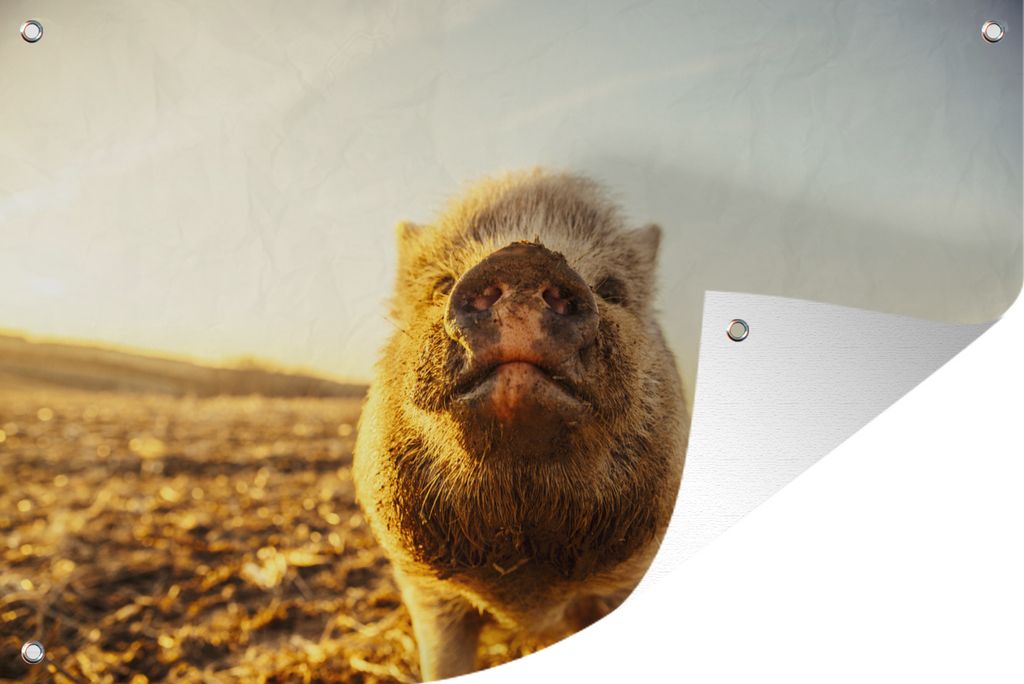 MuchoWow 90x60 cm Outdoor-Poster Gartendeko Sichtschutz Garten Poster für den Garten Sonne - Hängendes Schwein - Schwein