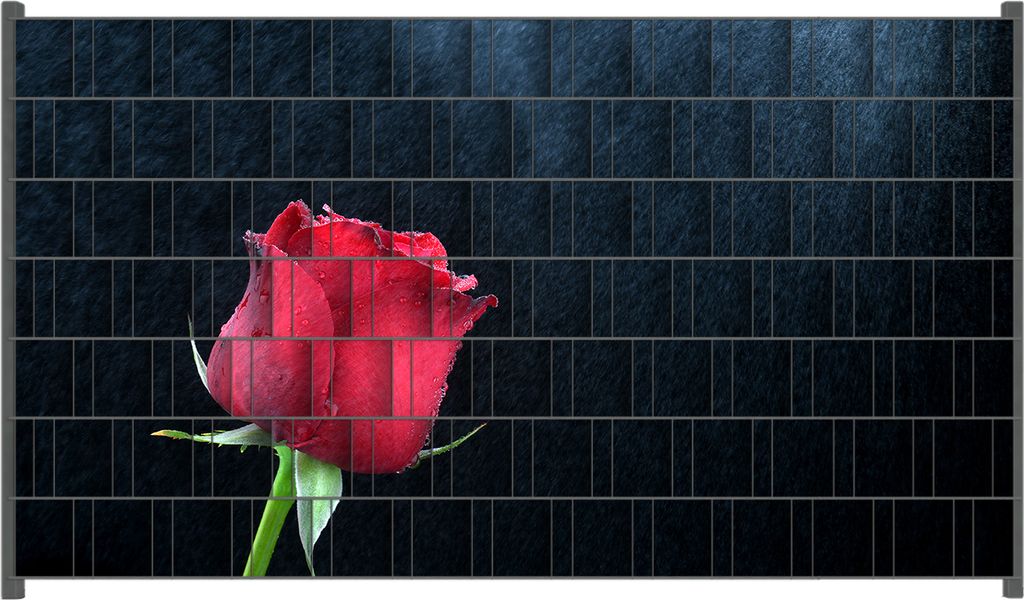 Wallario Zaunsichtschutz mit Motiv Rose vor dunklem Hintergrund für Ein- und Doppelstabmatten Zäune in der Größe 250 x 140 cm