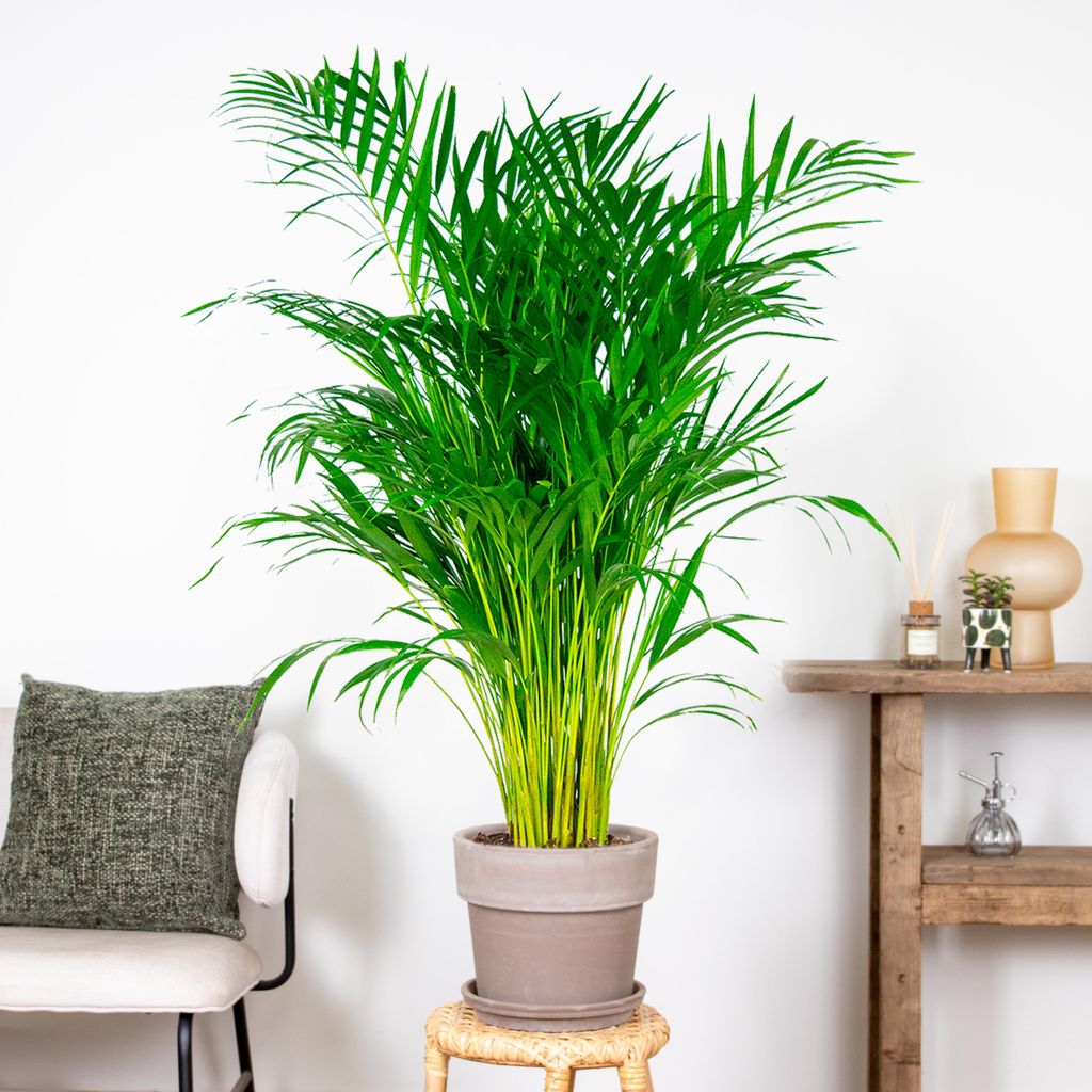 Bloomique Goldfruchtpalme Areca Palme 100-120cm Topf 21cm