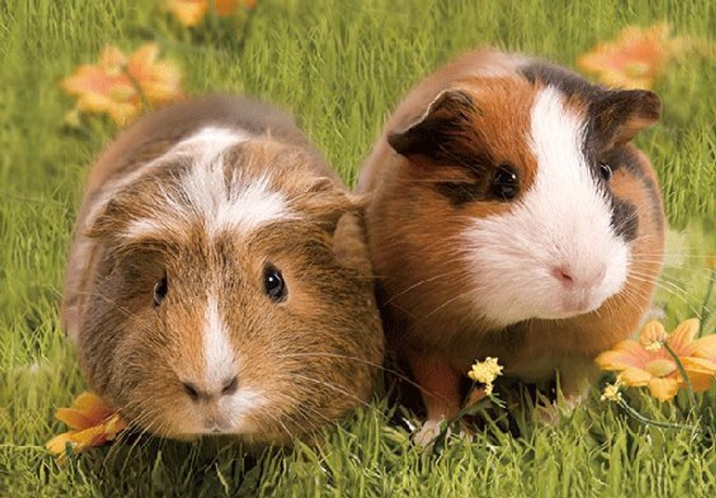 3 D Ansichtskarte Meerschweinchen, Postkarte Wackelkarte Hologrammkarte Tiere
