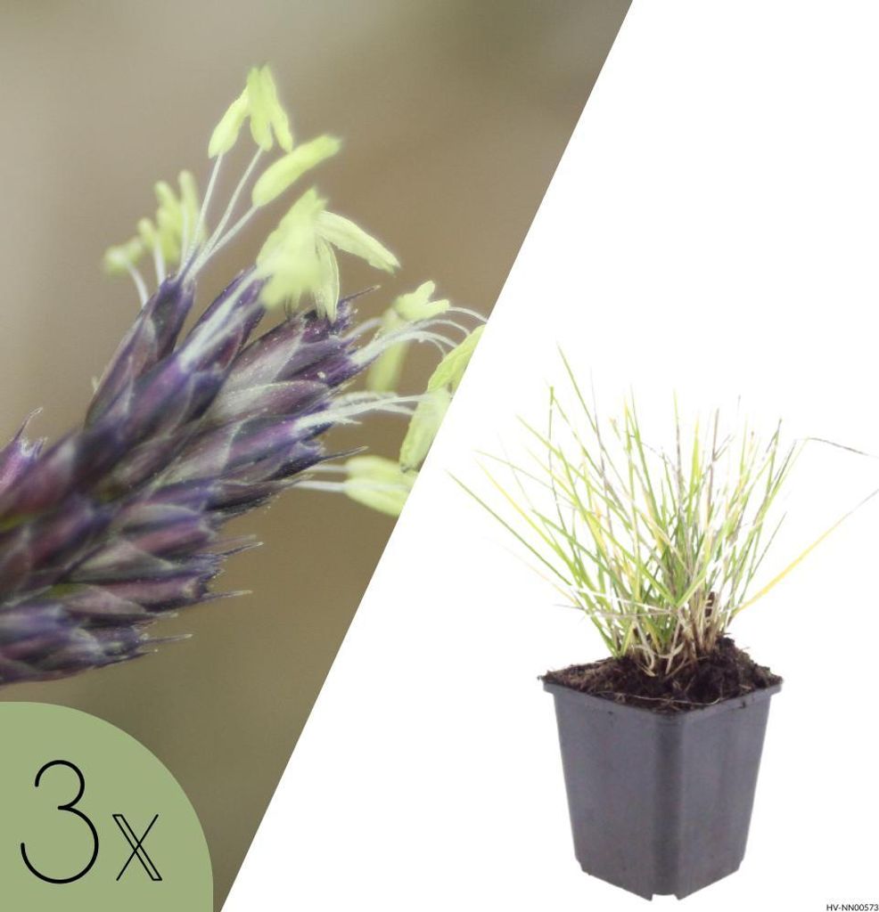 Seslerie Autumnalis, Set mit 3 Pflanzen, Sesleria autumnalis, wintergrünes Ziergras für Sonne und Halbschatten