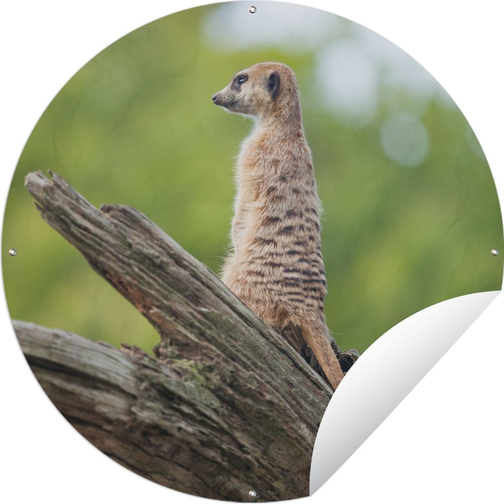 MuchoWow Gartenposter Outdoor-Poster Rund Erdmännchen - Ast - Baum Ø 120 cm Gartendeko Rundes Poster draußen