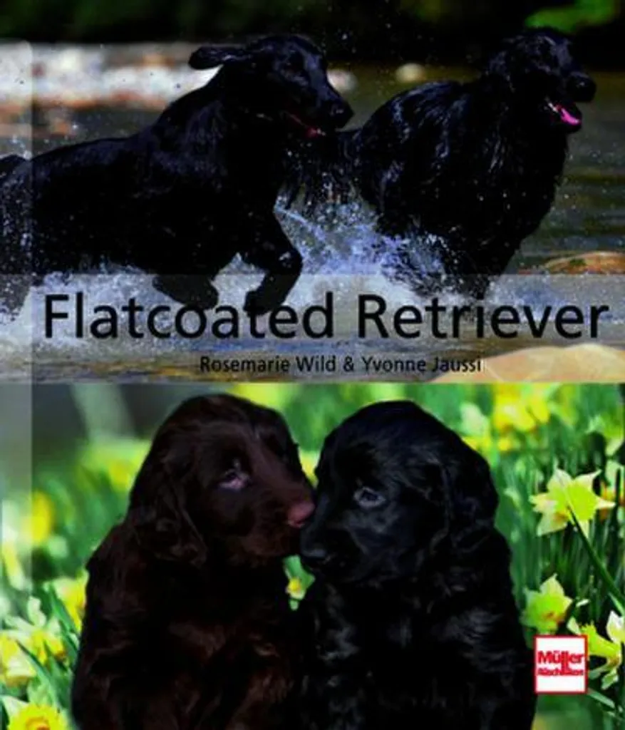 Flatcoated Retriever Statue Durable Résistant aux Chocs Déco Chien Noir