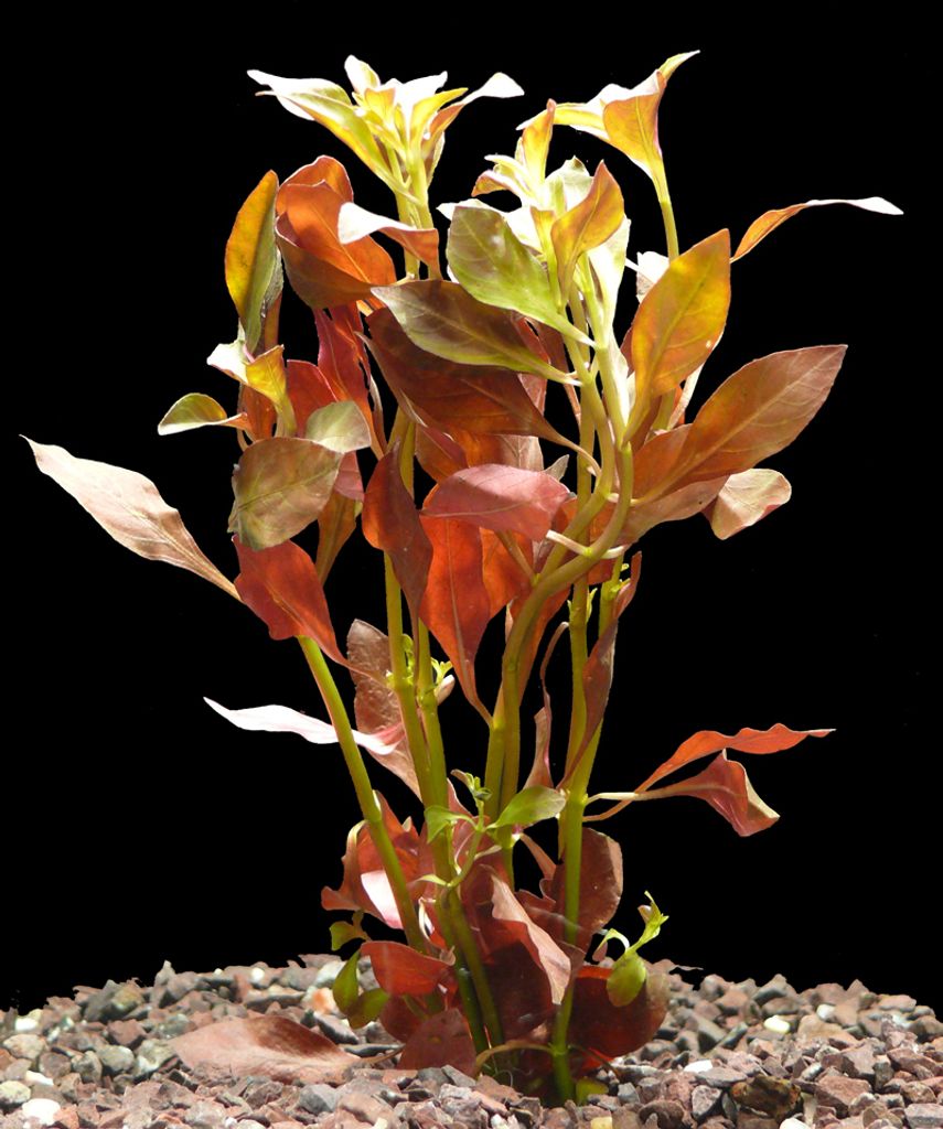 2 Bund Rotes Sumpfheusenkraut ( Ludwigia Palustris)