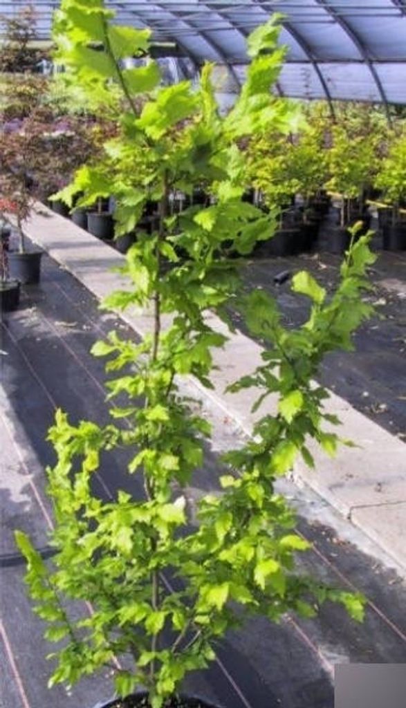 Goldulme Wredei - Säulenulme - Ulmus carpinifolia Wredei 60-80