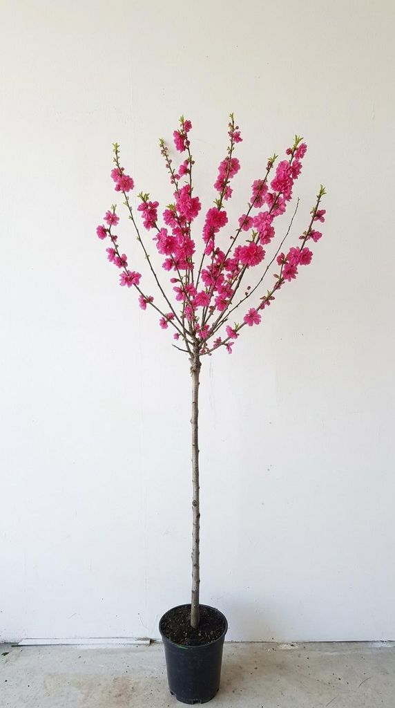 Prunus triloba, Höhe: 160-170 cm, Mandelbaun, Stamm rosa Produktbild  KI-generiertes Bild
