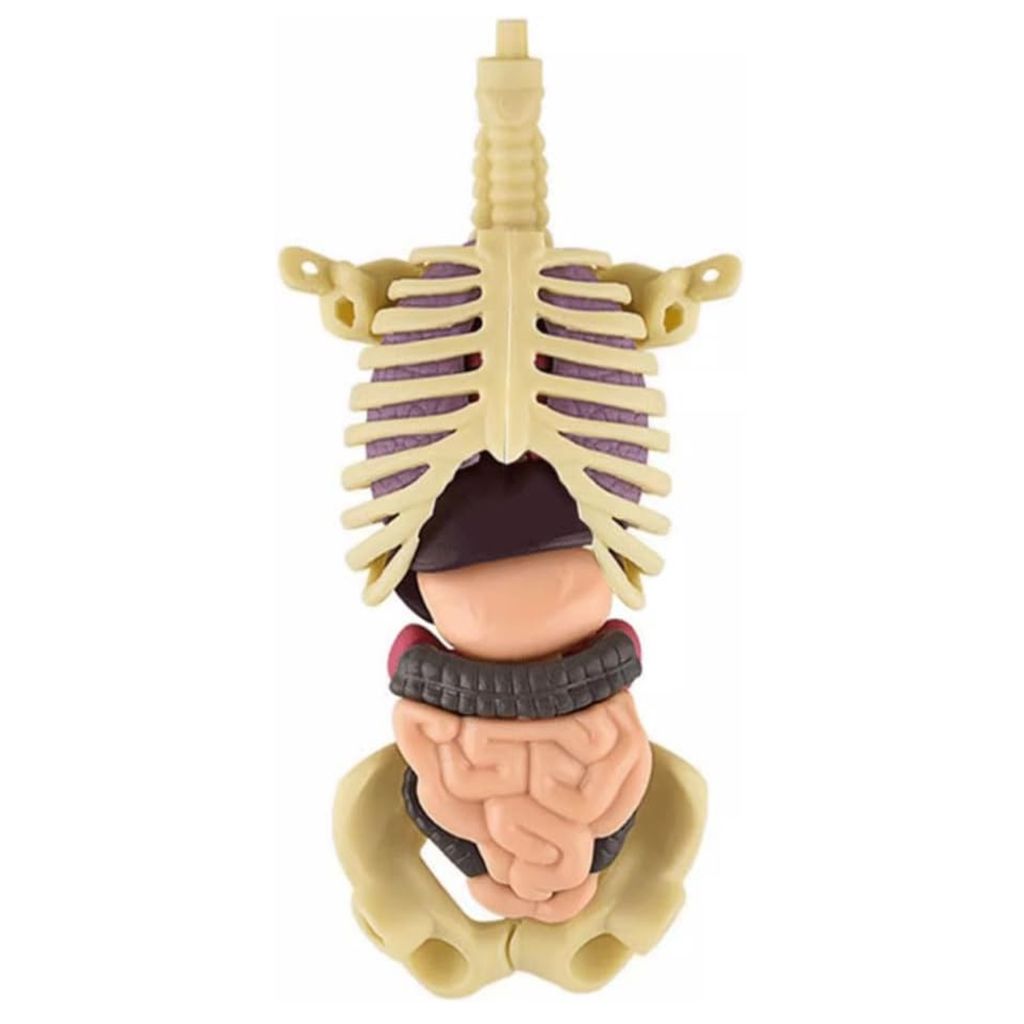 A 3D anatomical model of the human torso, showing the skeleton and internal organs.