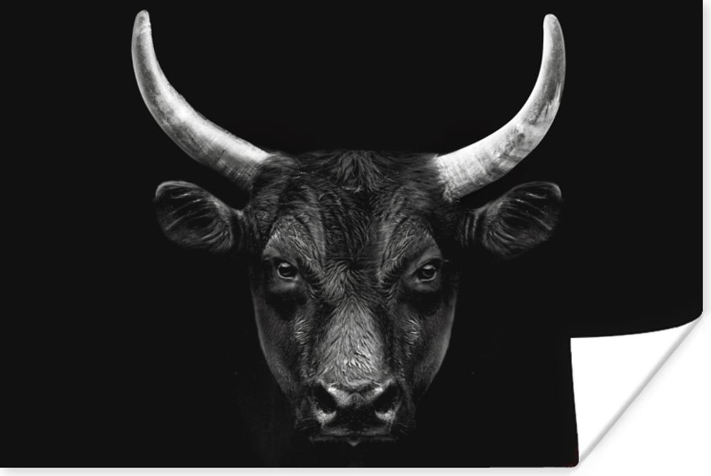 MuchoWow Poster Tiere - Stier - Schwarz - Weiß - Porträt 180x120 cm - Fotoplakat