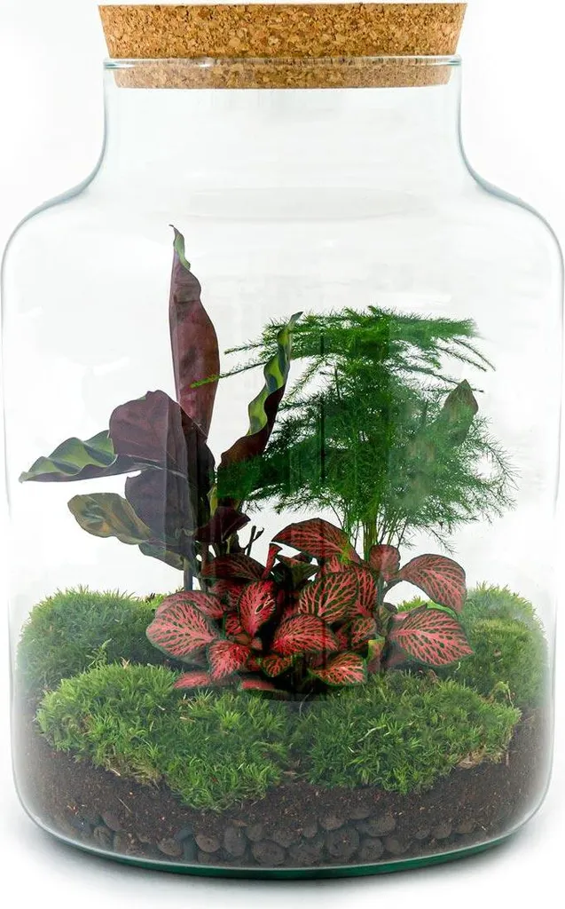 Jardin en Bouteille Milky Kit DIY pour Décoration Maison et Bureau 30cm