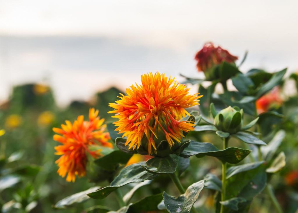 500 Samen Färberdistel – Carthamus tinctorius | Saflor | Produktbild 