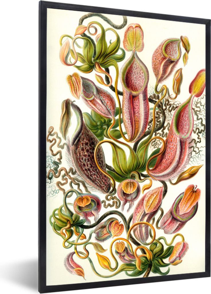 MuchoWow Gerahmtes Poster Design - Botanisch - Fleischfressende Pflanze - Ernst Haeckel 40x60 cm - Poster mit Schwarzem Bilderrahmen Wandposter R...