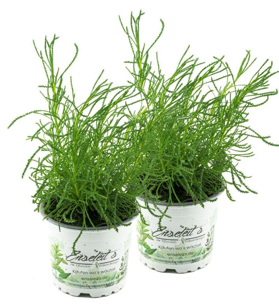 Enseleits Olivenkraut 2 Pflanzen, Olivenstrauch Pflanze - Produktbild 