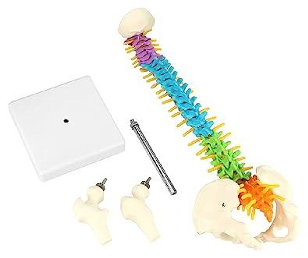 Flexibles menschliches Wirbelsäulenmodell mit Spinalnerven, Produktbild 