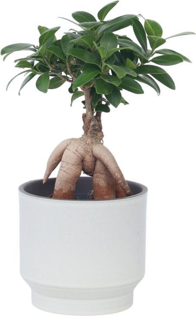 guaranteed real bonsai Gardenia Bonsai main image 0