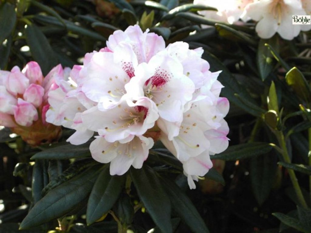 Rhododendron / Alpenrose Blewbury - Rhododendron roxieanum 30-40
