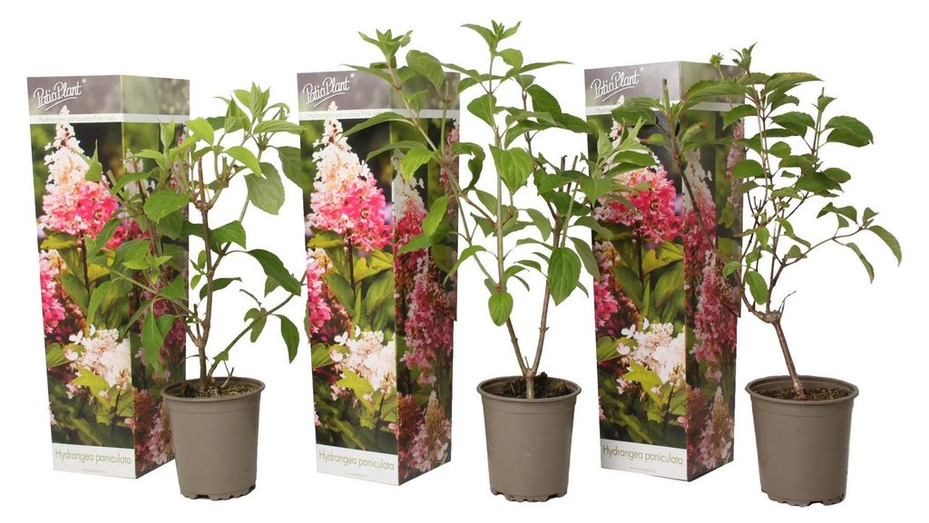 3 Stück Hydrangea Paniculata 'Pink Lady' 30-50 cm Produktbild 