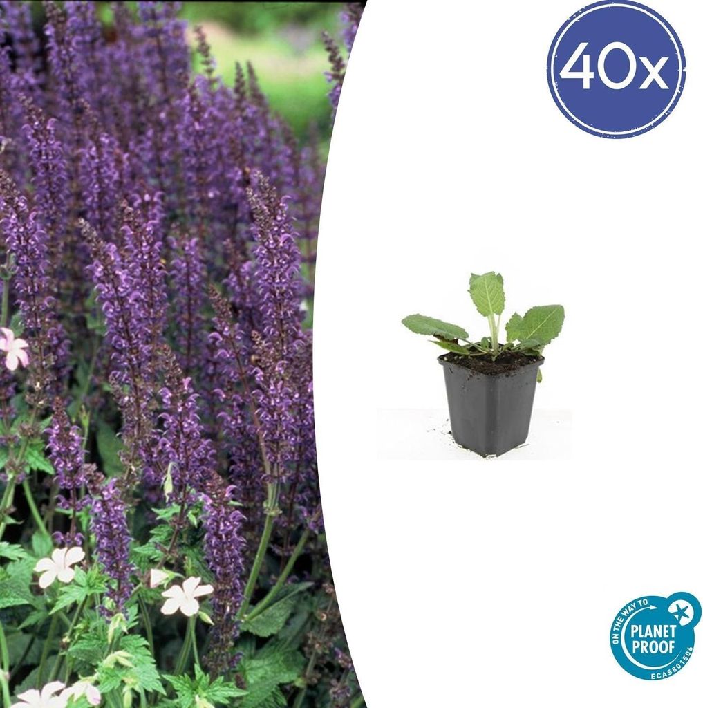 Blüten-Salbei Salvia nemorosa 'Mainacht' – 10-25cm – Ø9cm – 40 Pflanzen – Bienenfreundlich & Winterhart – Staude für sonnige Beete