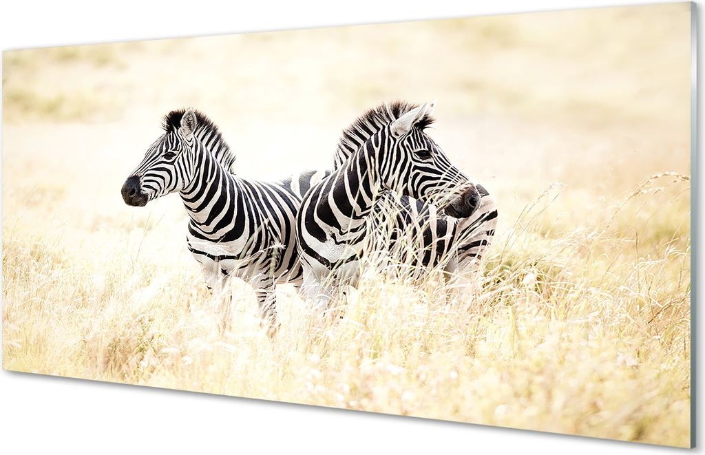 Glasbilder 100x50 Wandkunst Zebra-Box