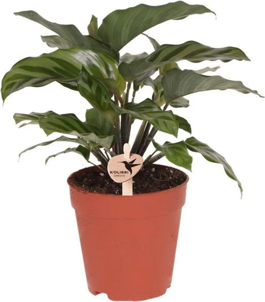 Plante Calathea Purificatrice Ø9cm - Entretien Facile et Air Sain