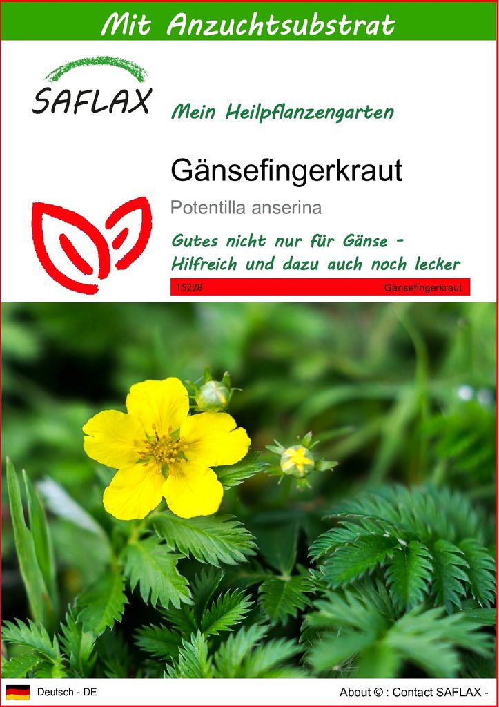 SAFLAX - Heilpflanzen - Gänsefingerkraut - 20 Samen - Mit keimfreiem Anzuchtsubstrat - Potentilla anserina