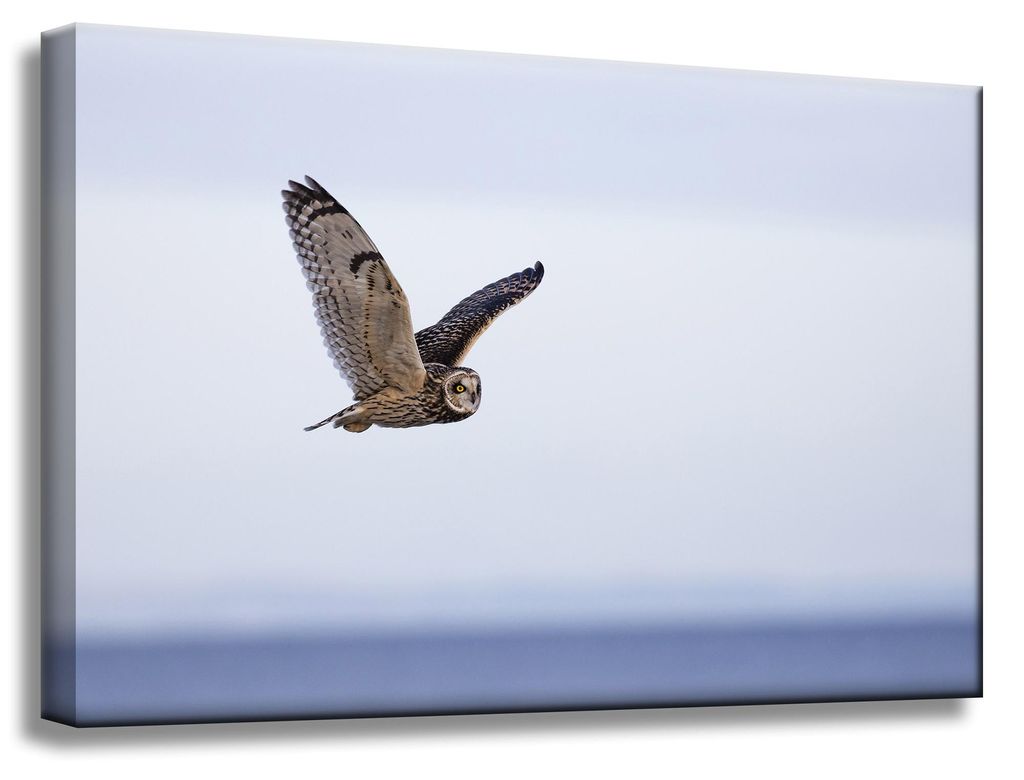 Leinwanddruck Tiere Eule im Flug 60x40 cm