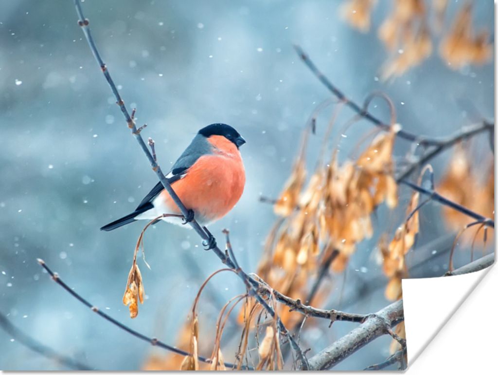 MuchoWow Poster Schnee - Vogel - Tier 160x120 cm - Foto Plakat