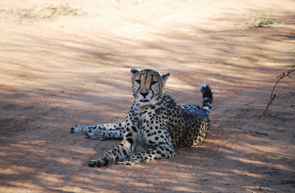 hansepuzzle 79724 - Gepard Puzzle, 500 Teile, Tierwelt, 46,0 x 30,0cm mit hochwertiger Aufbewahrung, Kartonbox und wiederverschließbarem Beutel