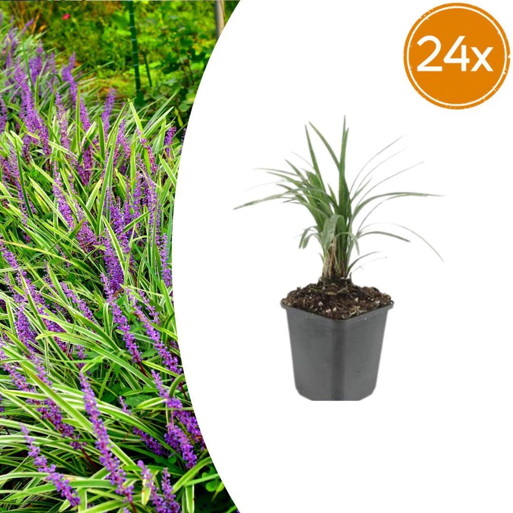 Liriope muscari 'Moneymaker' | 24 Stück - 10-25cm - Ø9cm - Gartenpflanze
