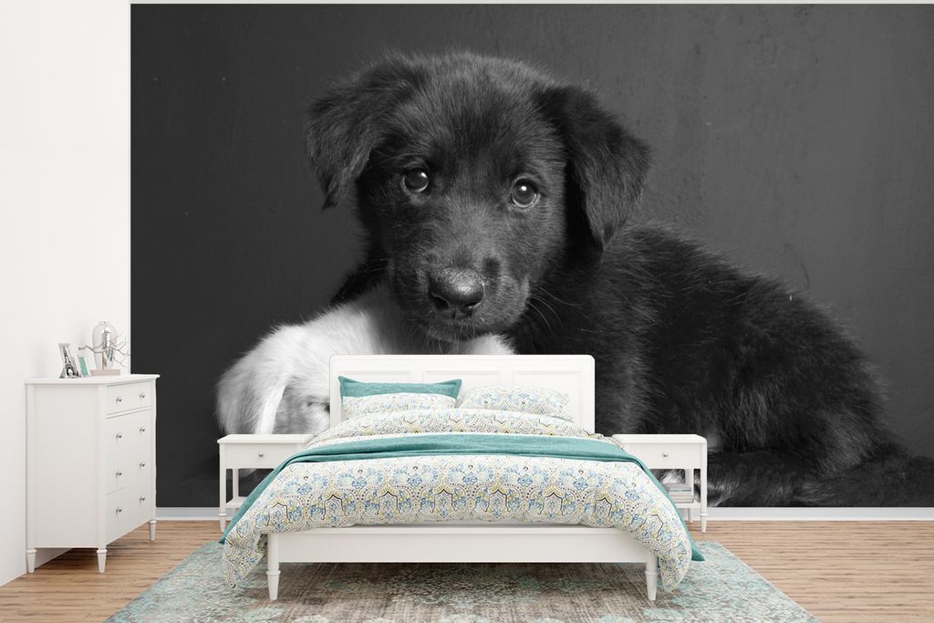 MuchoWow Fototapete für Wohnzimmer oder Schlafzimmer Wandtapete Vinyl Motivtapete Hunde - Welpe - Schwarz - Weiß - Tiere - 400x300 cm - Papiert...