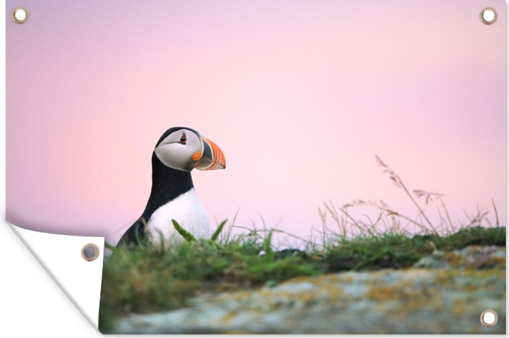 MuchoWow 120x80 cm Outdoor-Poster Gartendeko Sichtschutz Garten Poster für den Garten Der Kopf eines Papageientauchers vor dem rosa Sonnenunter...