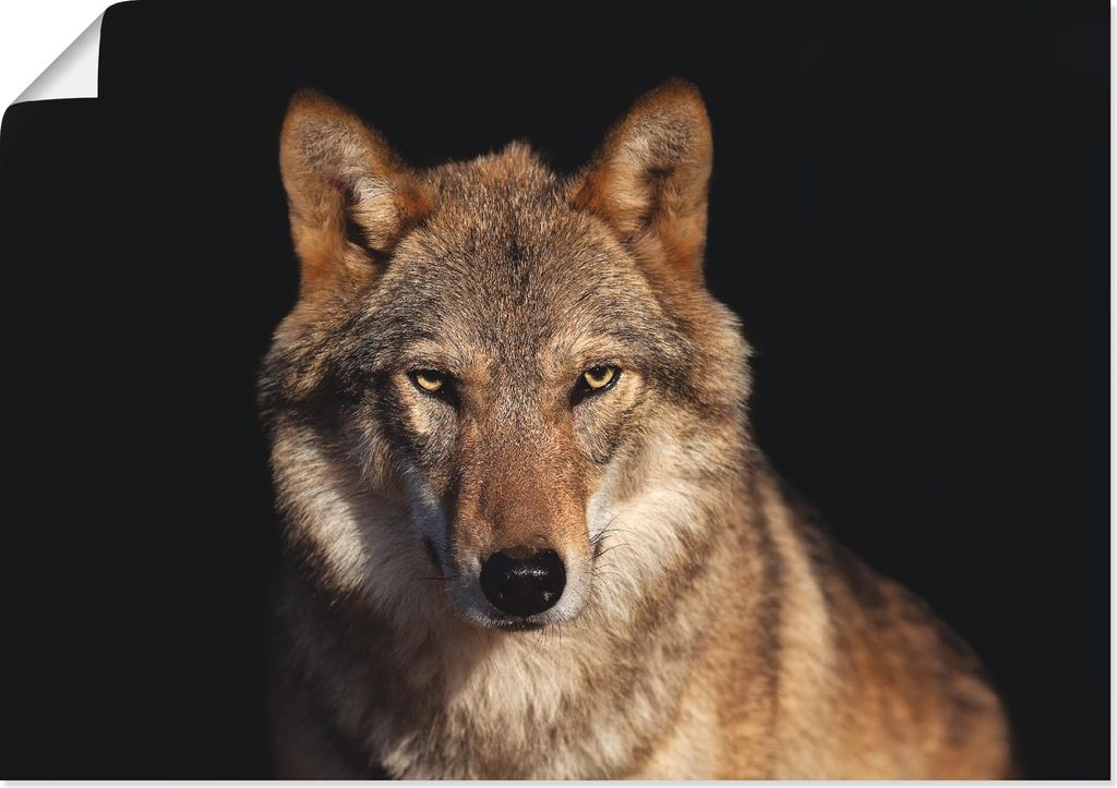 ARTland Poster Wolf Größe: 70x50 cm Produktbild 