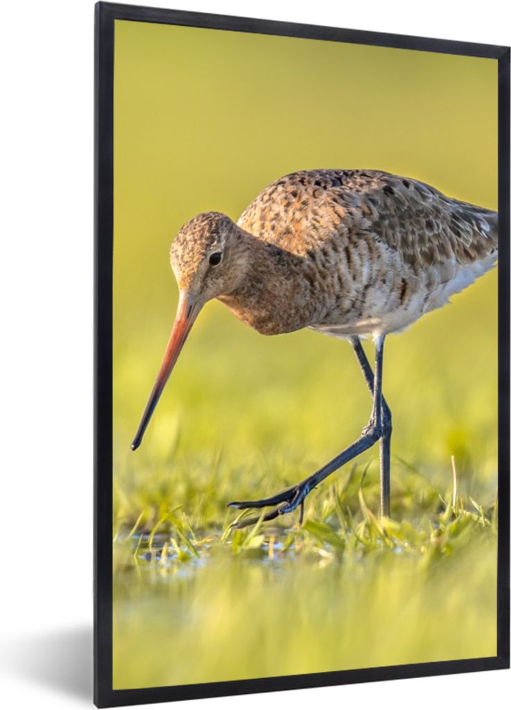 MuchoWow Gerahmtes Poster Vögel - Gras - Landschaft - Uferschnepfe 60x90 cm - Poster mit Schwarzem Bilderrahmen Wandposter Rahmen Foto Bilder - ...