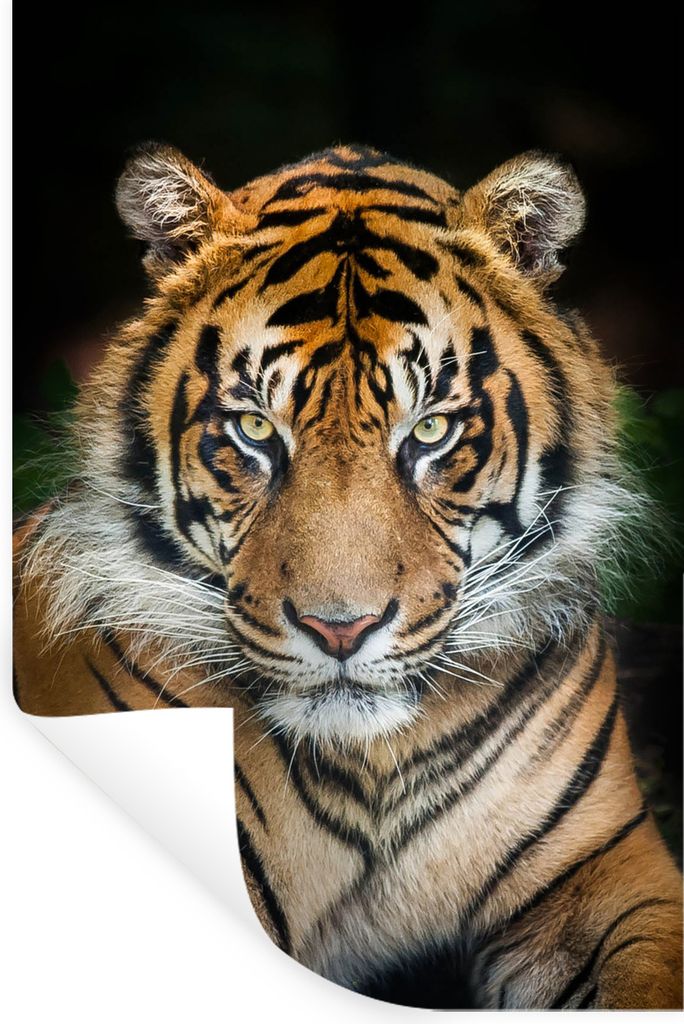 MuchoWow Wandtattoo Wandsticker Wandaufkleber Tiger - Schwarz 60x90 cm Selbstklebend und Repositionierbar - Sticker - Dekorfolie