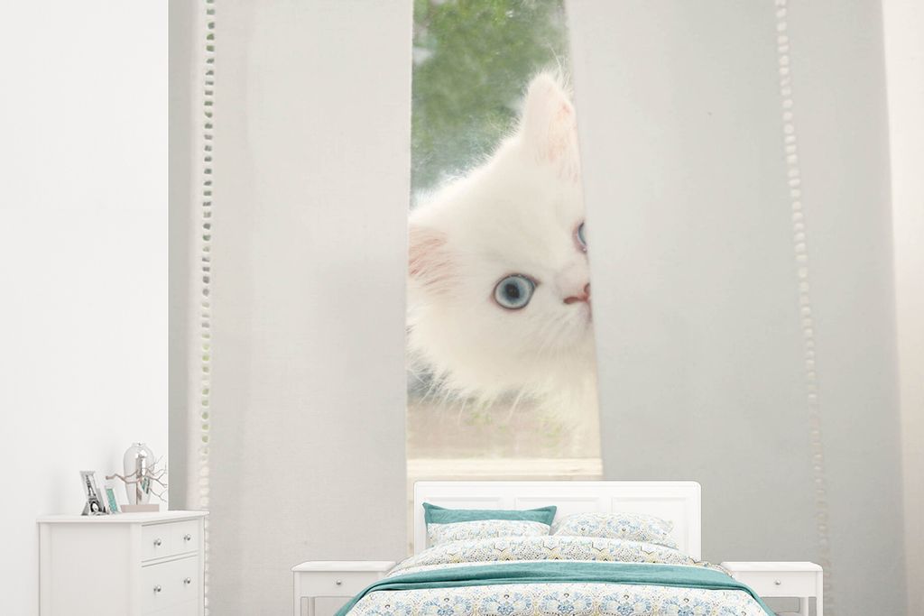 MuchoWow Fototapete für Wohnzimmer oder Schlafzimmer Wandtapete Vinyl Motivtapete Weiße Perserkatze mit blauen Augen schaut durch den Vorhang -...