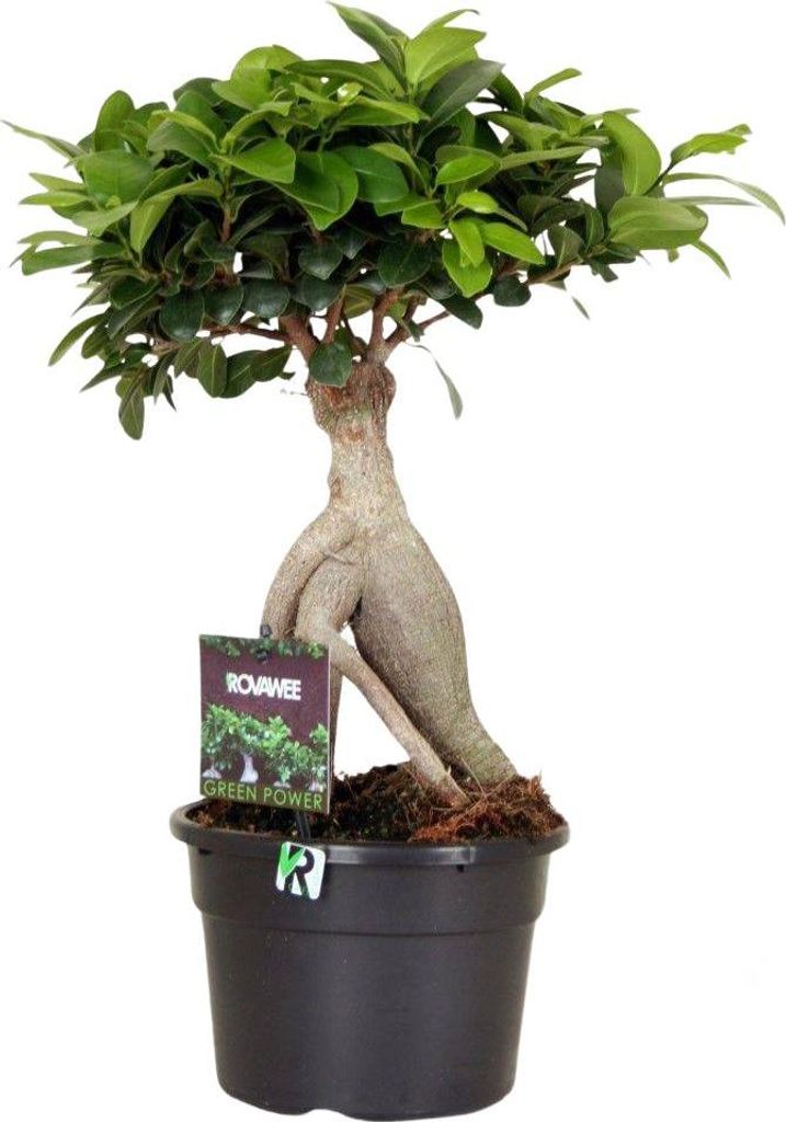 efeutute marble queen kaufen Epipremnum Pinnatum 'Marble Queen' (Efeutute) | Mila
