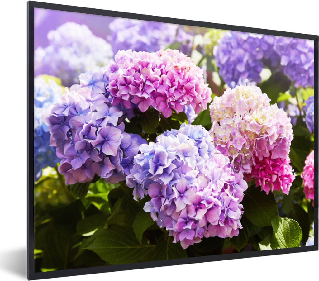 MuchoWow Gerahmtes Poster Blumen - Hortensie - Rosa - Blätter - Sonne 80x60 cm - Poster mit Schwarzem Bilderrahmen Wandposter Rahmen Foto Bilder...