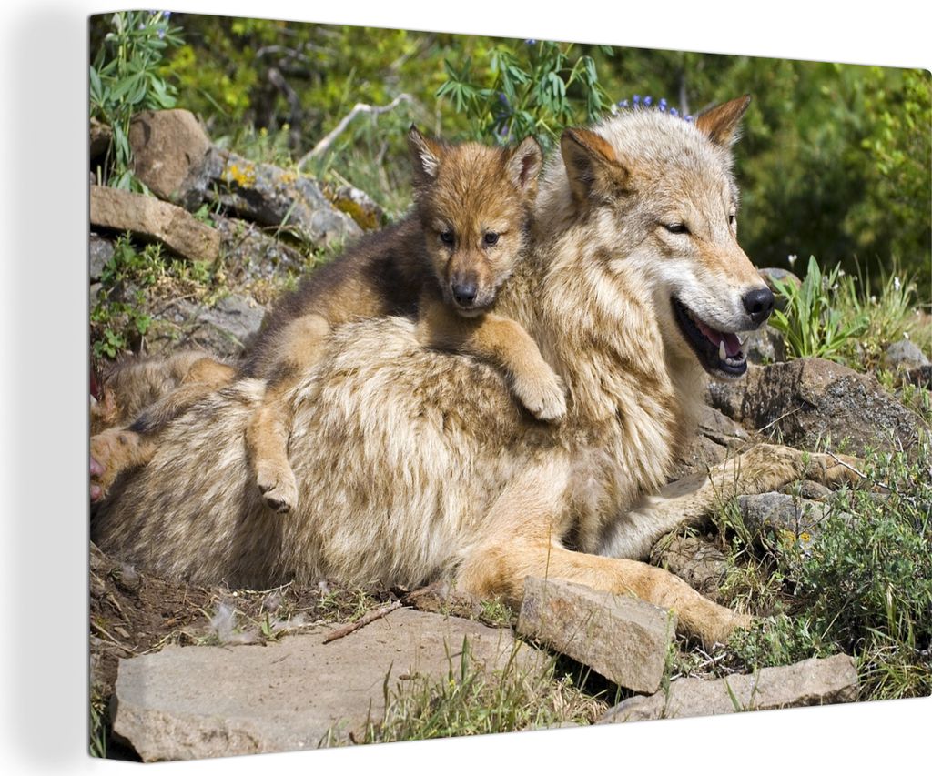 OneMillionCanvasses - Leinwandbilder - 150x100 cm, Wolf - Jungtier - Tier, Wandbilder Kunstdruck Wanddekoration