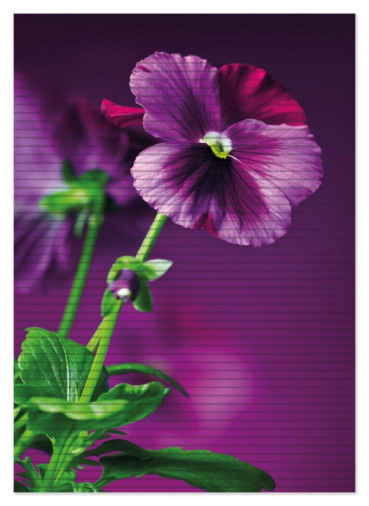 Wallario Duschmatte Antirutschmatte Badmatte Fußmatte Lila Stiefmütterchen, Größe ca. 70 x 50 cm