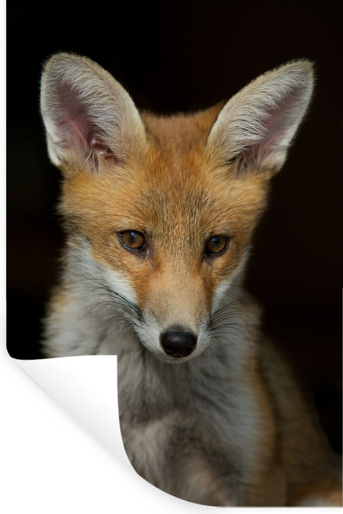 MuchoWow Wandtattoo Wandsticker Wandaufkleber Fuchs - Porträt - Schwarz 20x30 cm Selbstklebend und Repositionierbar - Sticker - Dekorfolie
