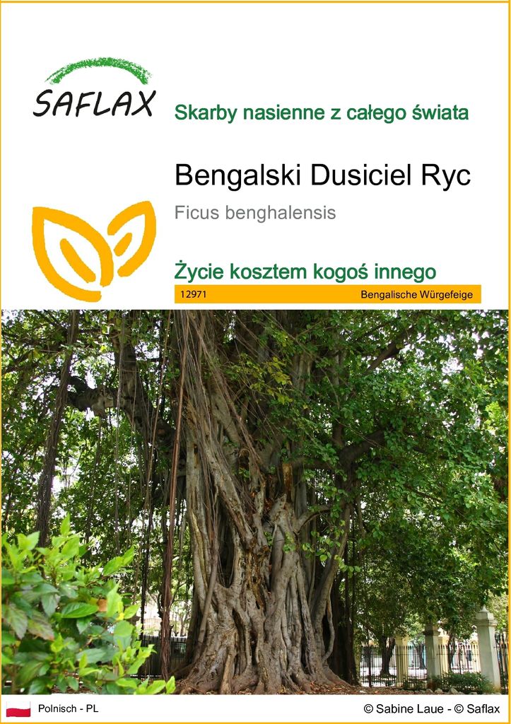SAFLAX - Bengalski Dusiciel Ryc - 20 Nasiona - Ficus Zdjęcie produktu 