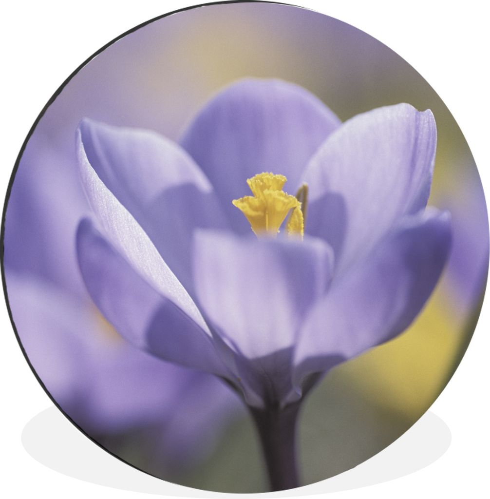 MuchoWow Aluminium Wandkreis Frühling - Krokus - Lila Ø 30 cm Wanddeko Modern Wohnzimmer - Wand Bild - Wohnzimmer - Runde Bilder - Alubilder - ...