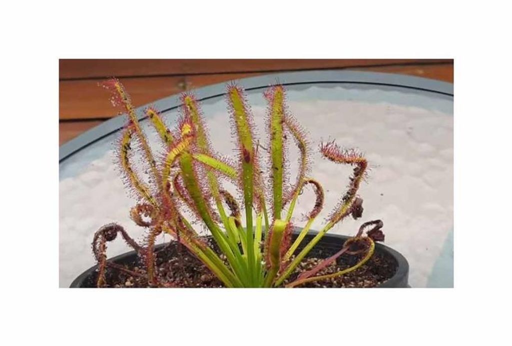 10x Drosera capensis Rubra Sonnentau Pflanzen - Samen B1345