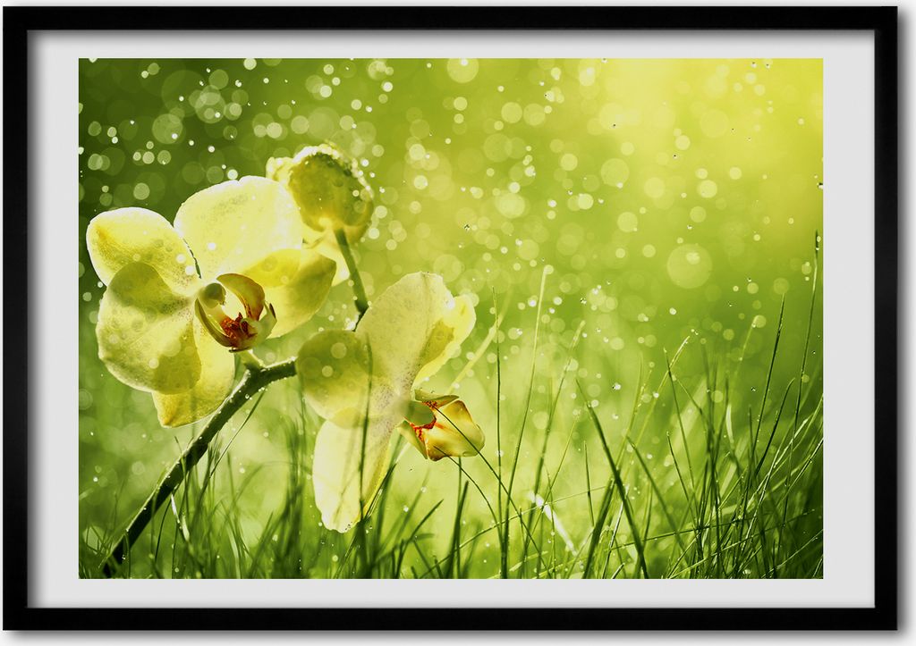 Bild - Bilder - Bilderrahmen - 70 cm x 50 cm - MDF-Rahmen, Wandkunst Orchidee