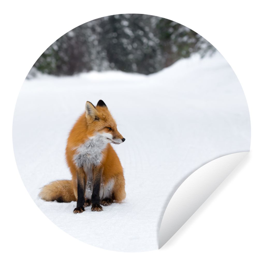 MuchoWow Runde Wandtattoo - Wandsticker Tapete Aufkleber Fuchs - Schnee - Winter Ø 80 cm Selbstklebend und Repositionierbar - Wandaufkleber - Kr...
