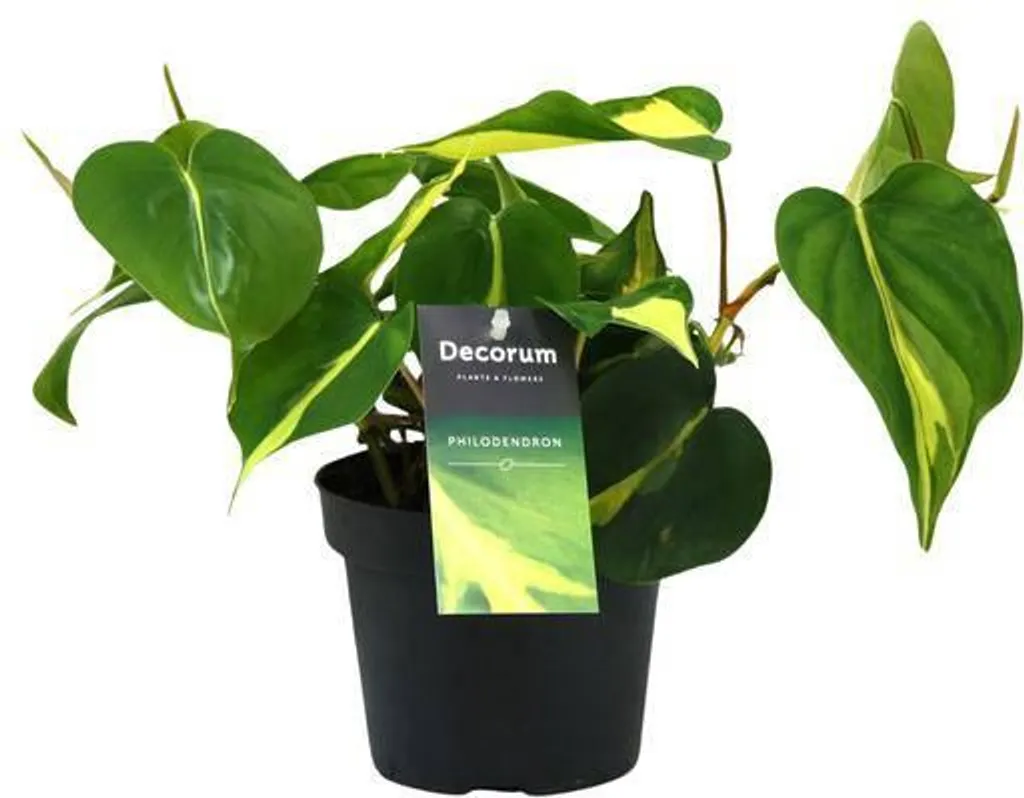 Philodendron Brasil Scandens à Feuillage Panaché 20cm - Plante Rare