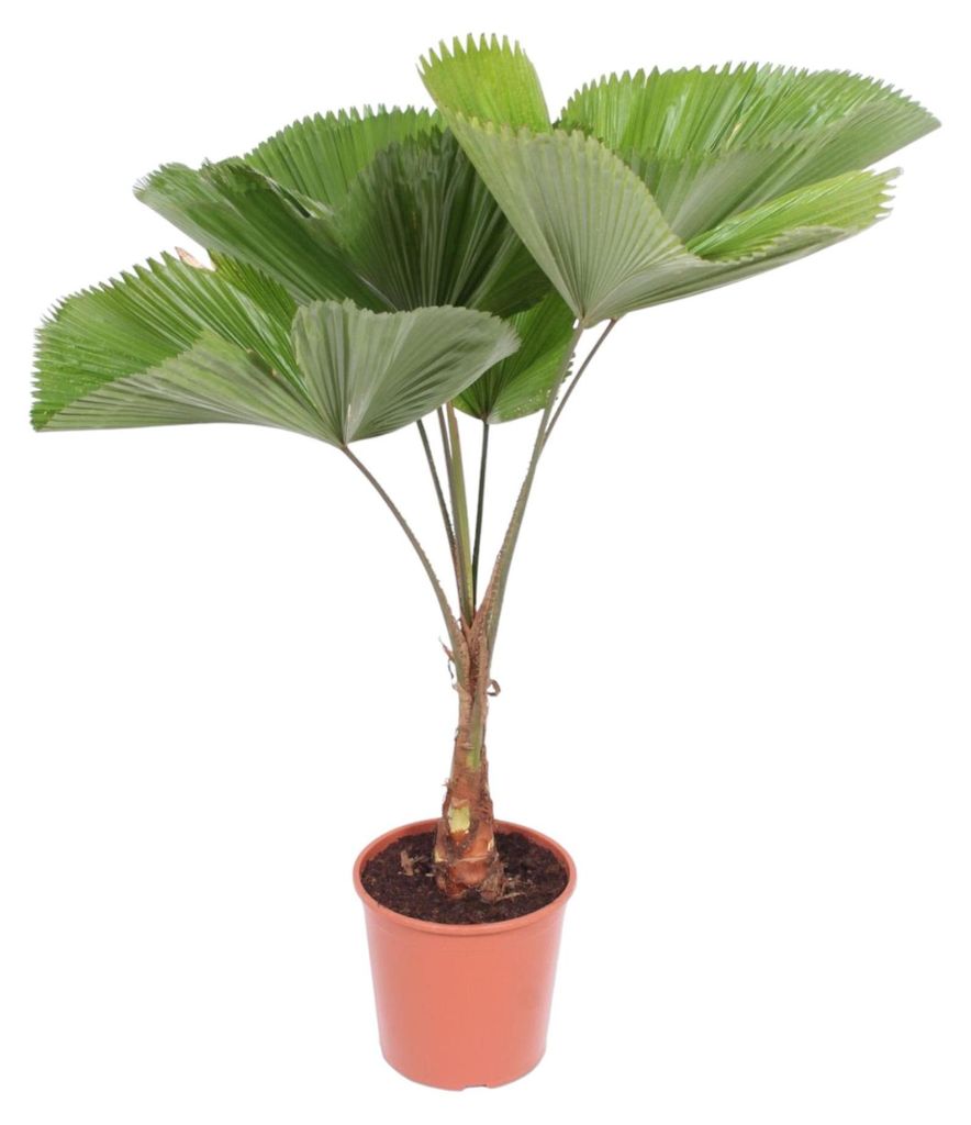 Riesen-Fächerpalme – 140 cm hoch, Ø27