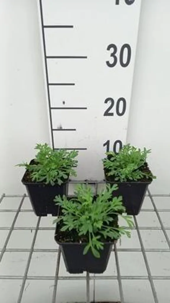 Fleurir un Jardin Sec : Lot de 6 Pavots Papaver miyabeanum en Pot